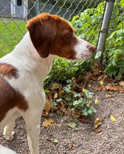 Mikey, an adoptable Brittany Spaniel, Mixed Breed in Houghton, MI, 49931 | Photo Image 3