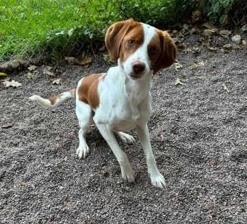 Mikey, an adoptable Brittany Spaniel, Mixed Breed in Houghton, MI, 49931 | Photo Image 4