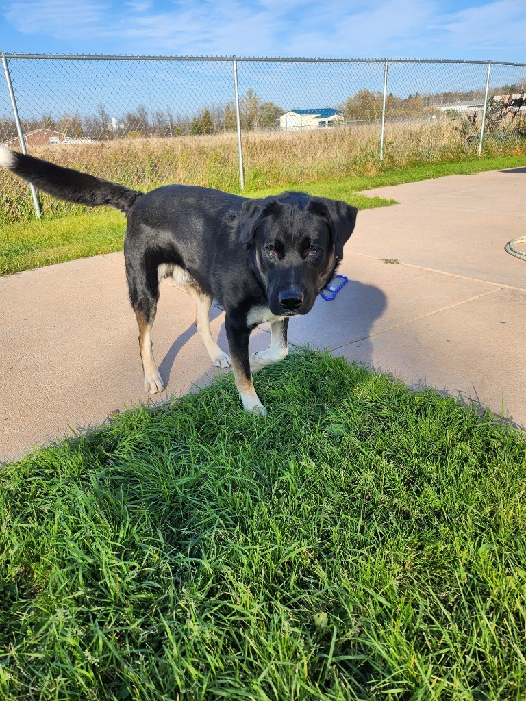 Max, an adoptable Mixed Breed in Ashland, WI, 54806 | Photo Image 1