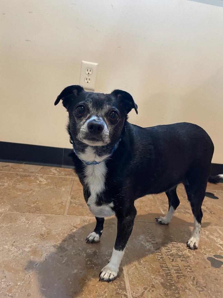 Buddy, an adoptable Chihuahua in Ashland, WI, 54806 | Photo Image 1