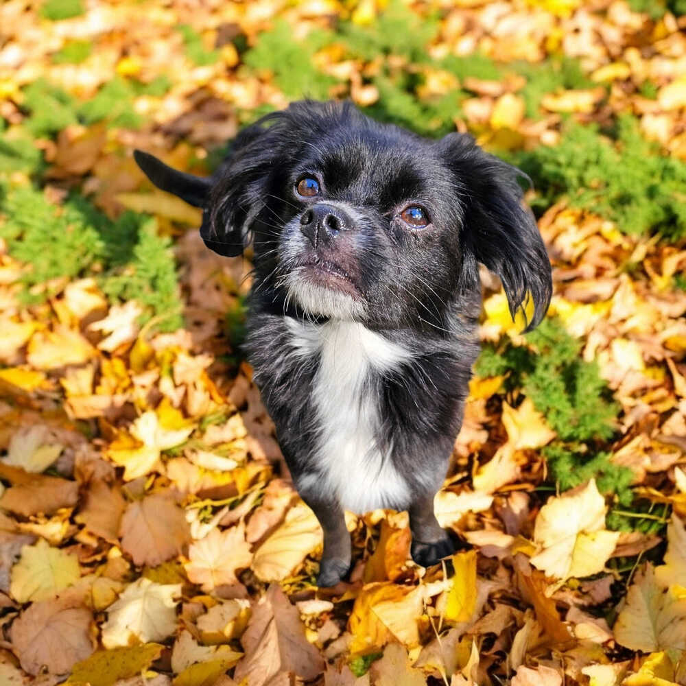 Ernie, an adoptable Papillon in Hastings, MN, 55033 | Photo Image 1