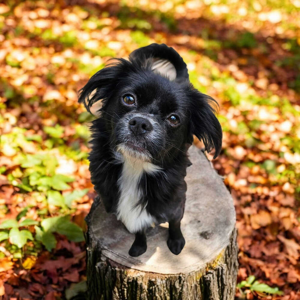 Ernie, an adoptable Papillon in Hastings, MN, 55033 | Photo Image 2