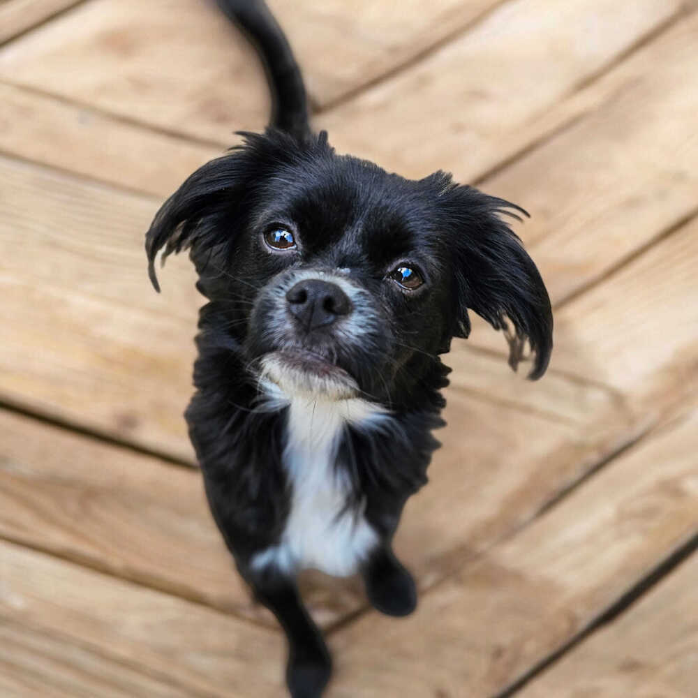 Ernie, an adoptable Papillon in Hastings, MN, 55033 | Photo Image 3