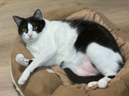 Fruit Loop `A PRIORITY PET` 1