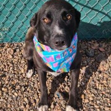 Mags, an adoptable Shepherd, Border Collie in Show Low, AZ, 85901 | Photo Image 1