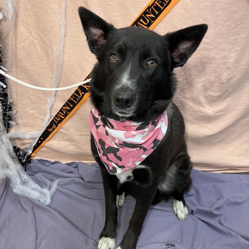 Mags, an adoptable Shepherd, Border Collie in Show Low, AZ, 85901 | Photo Image 2