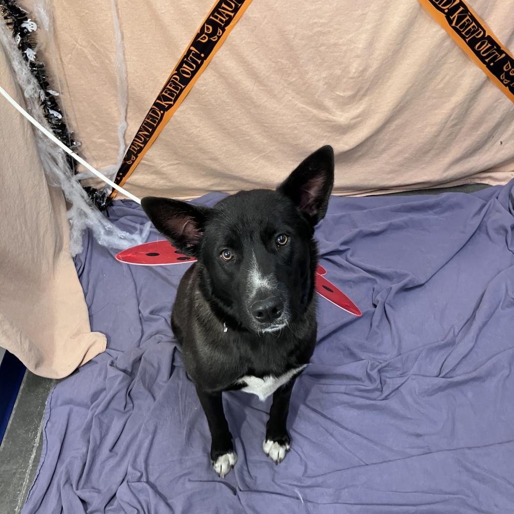 Mags, an adoptable Shepherd, Border Collie in Show Low, AZ, 85901 | Photo Image 3