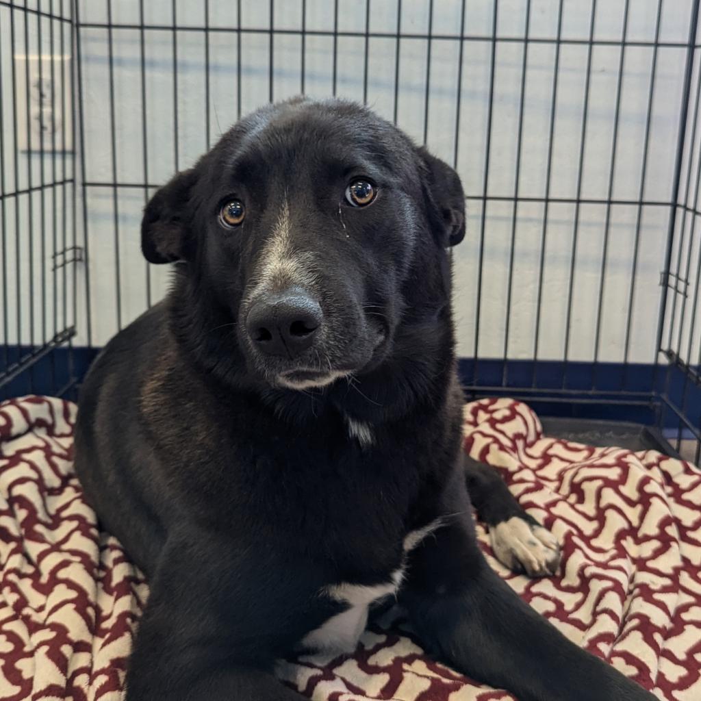 Mags, an adoptable Shepherd, Border Collie in Show Low, AZ, 85901 | Photo Image 4