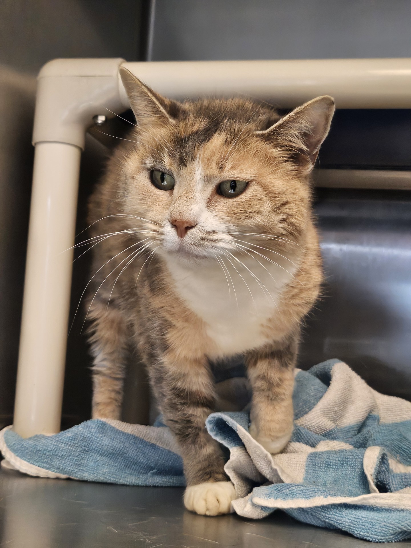 Cat for adoption Cosmo, a Domestic Short Hair in Fallston, MD Petfinder