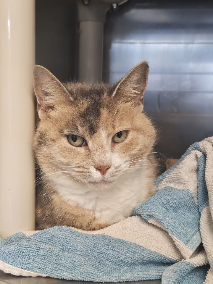 Cat for adoption Cosmo, a Domestic Short Hair in Fallston, MD Petfinder