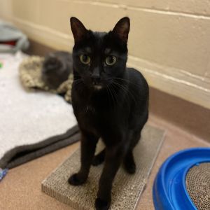 Dipsy is a gorgeous little black MINI-PANTHER with a comedic personality She wi