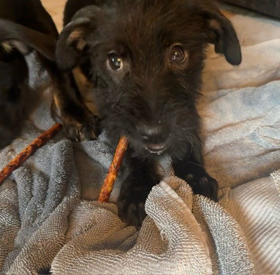 Dog for adoption Java Chip, a FlatCoated Retriever & Schnauzer Mix in Saunderstown, RI