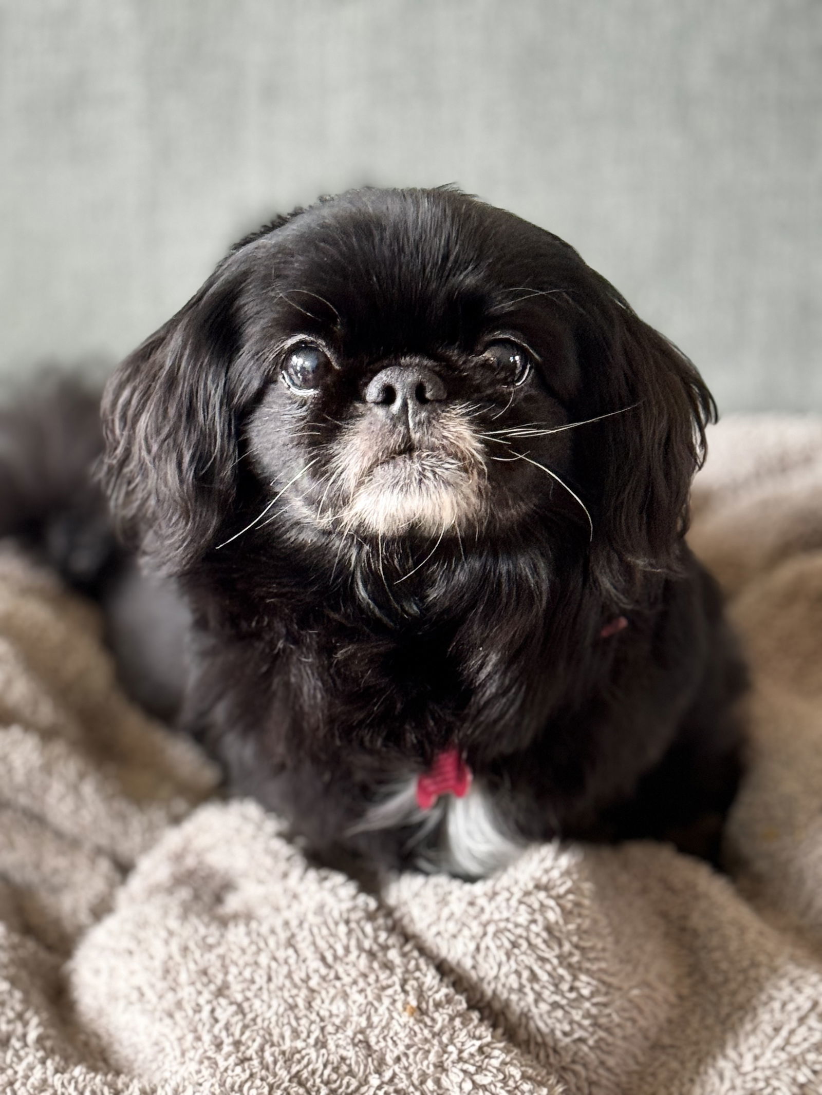 Miz Maddie, an adoptable Pekingese in Saunderstown, RI, 02874 | Photo Image 1