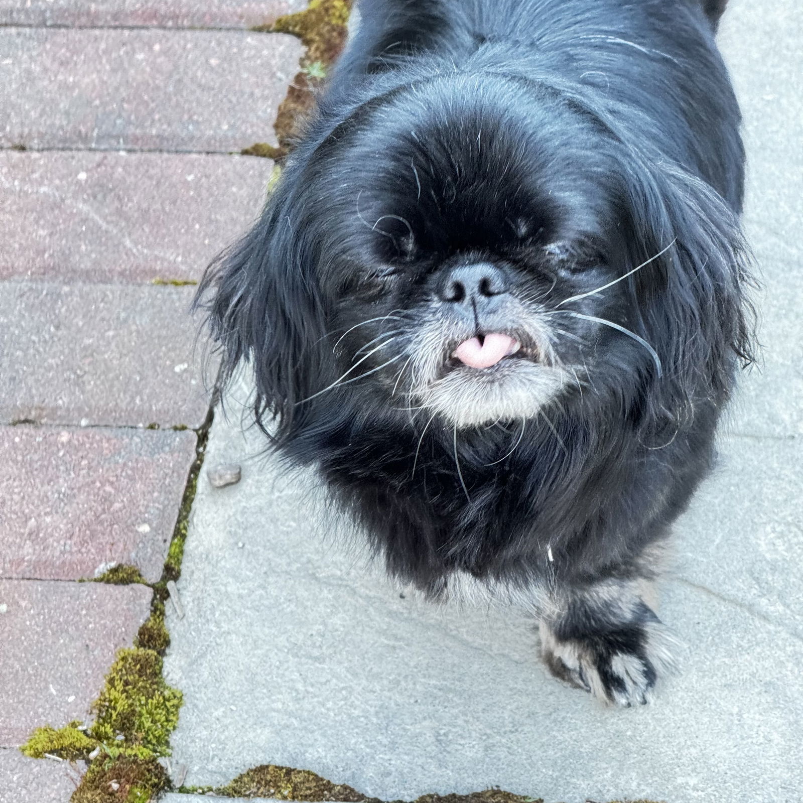 Miz Maddie, an adoptable Pekingese in Saunderstown, RI, 02874 | Photo Image 3