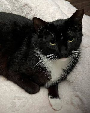 Snickers C Bell, Adult Female Tuxedo
