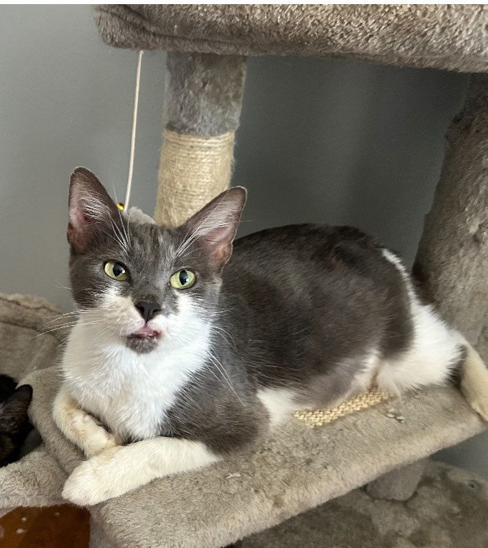 Millie C Hill