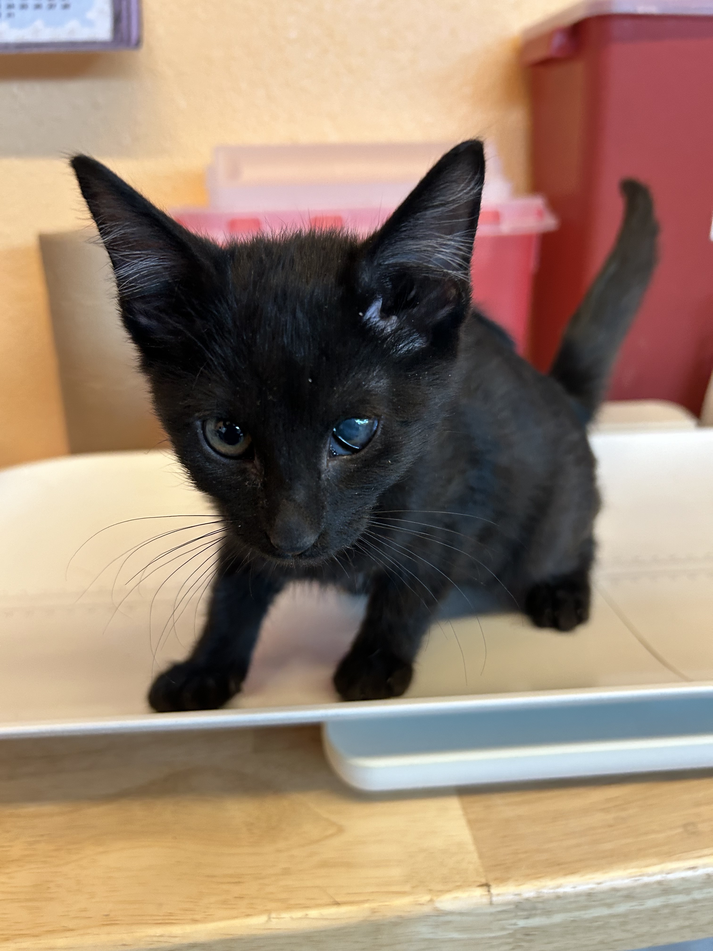 Cat for adoption Sakura, a Domestic Short Hair Mix in El Paso, TX