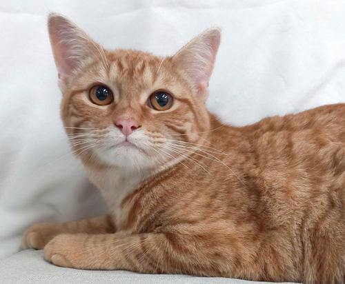 Chiquita