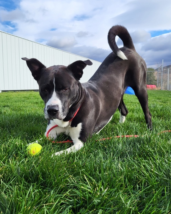 Sasha 42913, an adoptable Labrador Retriever, Akita in Pocatello, ID, 83205 | Photo Image 1