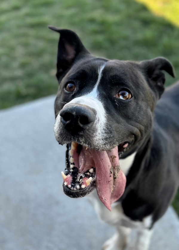 Sasha 42913, an adoptable Labrador Retriever, Akita in Pocatello, ID, 83205 | Photo Image 2