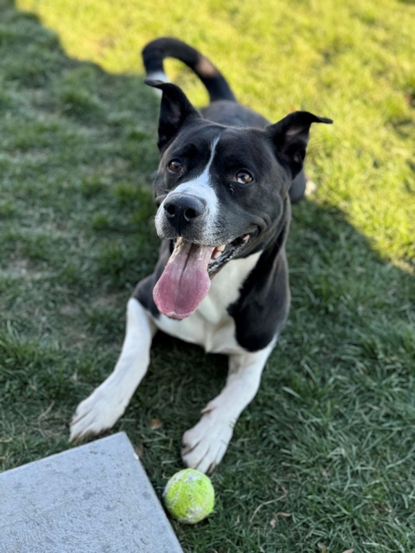 Sasha 42913, an adoptable Labrador Retriever, Akita in Pocatello, ID, 83205 | Photo Image 3