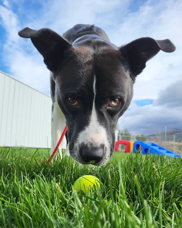 Sasha 42913, an adoptable Labrador Retriever, Akita in Pocatello, ID, 83205 | Photo Image 4