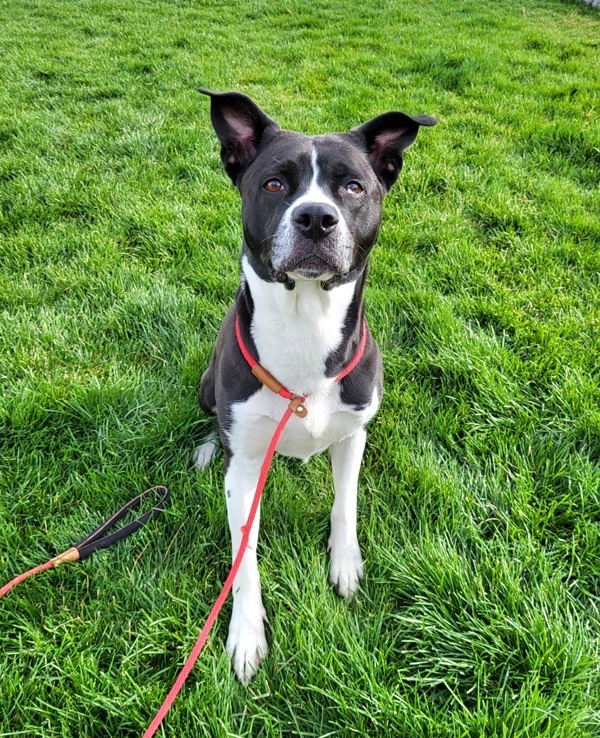 Sasha 42913, an adoptable Labrador Retriever, Akita in Pocatello, ID, 83205 | Photo Image 5