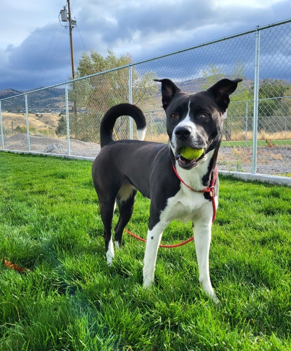 Sasha 42913, an adoptable Labrador Retriever, Akita in Pocatello, ID, 83205 | Photo Image 6