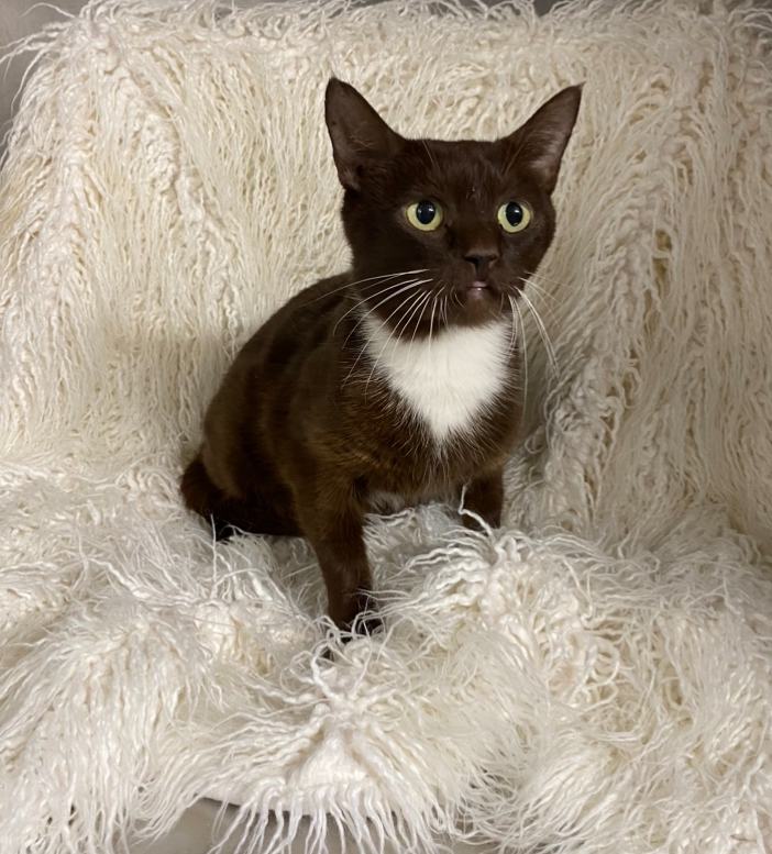 Dandelion @ PetSmart, an adoptable Havana, Domestic Short Hair in Conway, SC, 29526 | Photo Image 1