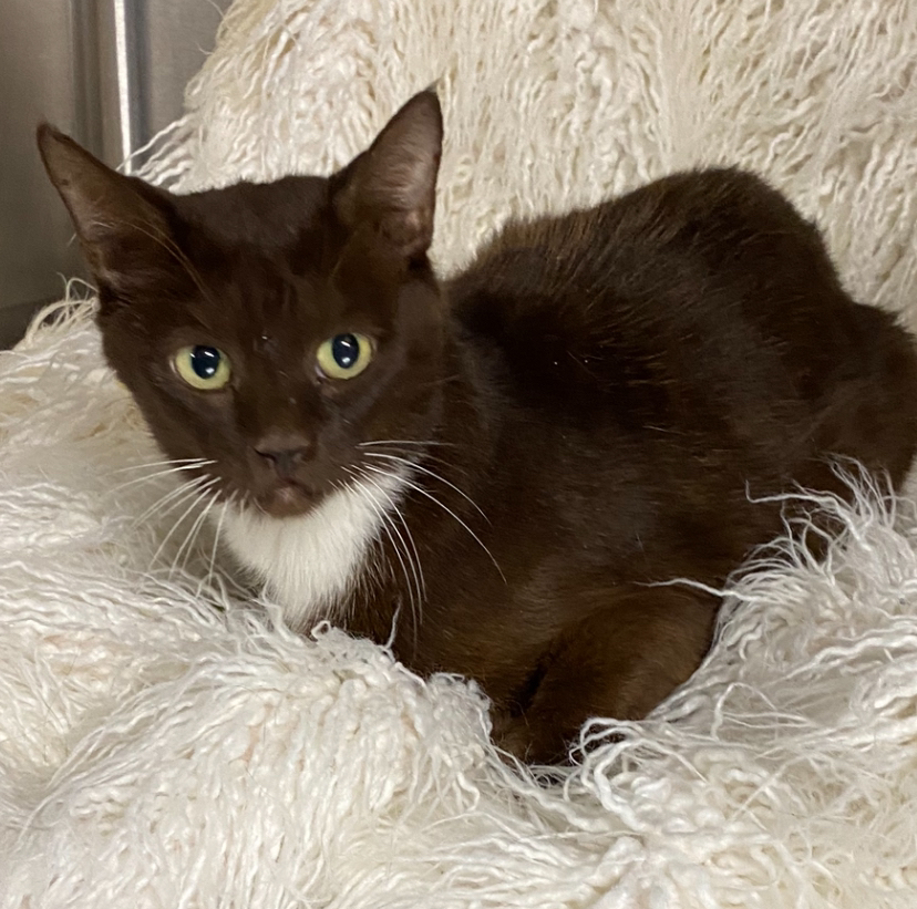 Dandelion @ PetSmart, an adoptable Havana, Domestic Short Hair in Conway, SC, 29526 | Photo Image 2