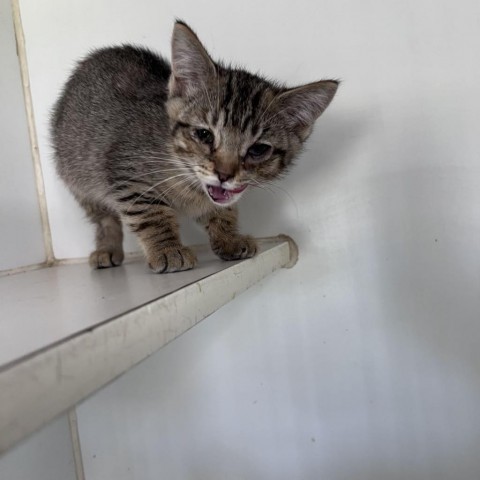 Alma, an adoptable Domestic Short Hair in Garden City, KS, 67846 | Photo Image 1