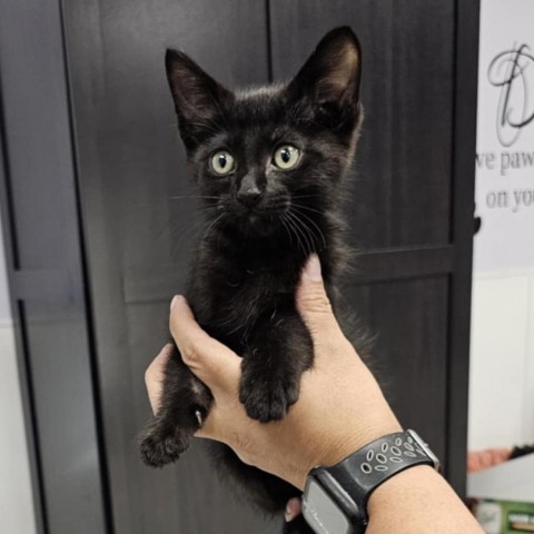 Jet, an adoptable Domestic Medium Hair in Garden City, KS, 67846 | Photo Image 2