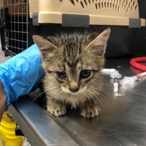 Kofi, an adoptable Domestic Medium Hair in Garden City, KS, 67846 | Photo Image 3