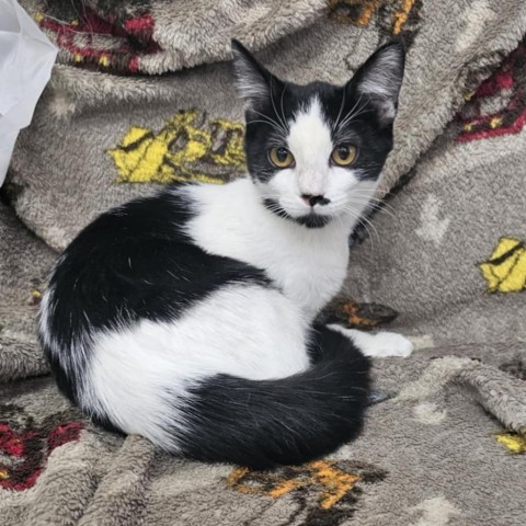 Enzo, an adoptable Domestic Short Hair in Garden City, KS, 67846 | Photo Image 1