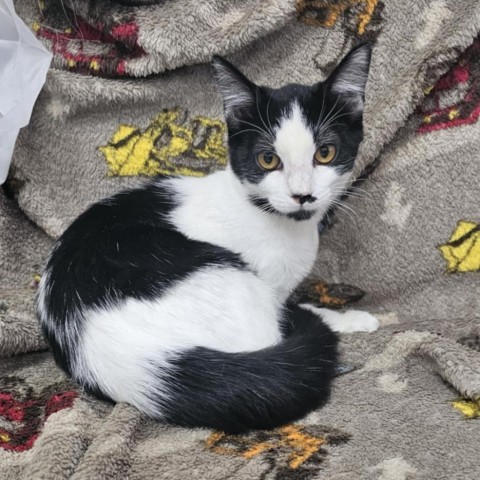 Enzo, an adoptable Domestic Short Hair in Garden City, KS, 67846 | Photo Image 2