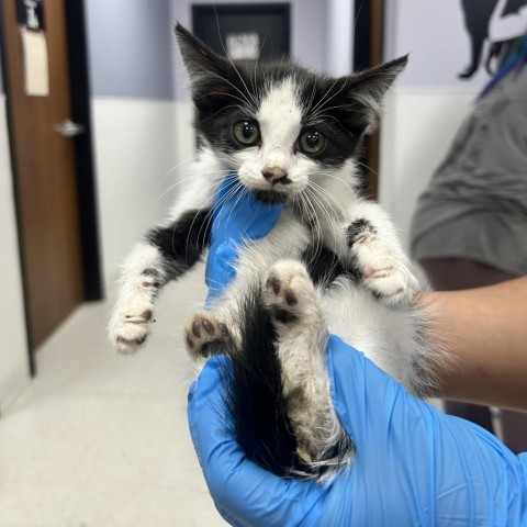 Enzo, an adoptable Domestic Short Hair in Garden City, KS, 67846 | Photo Image 3