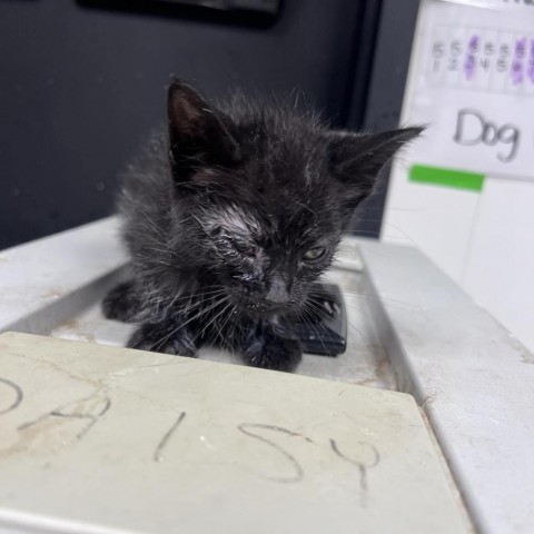 Griddlebone, an adoptable Domestic Short Hair in Garden City, KS, 67846 | Photo Image 1