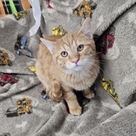 Stevie Wonders, an adoptable Domestic Short Hair in Garden City, KS, 67846 | Photo Image 1