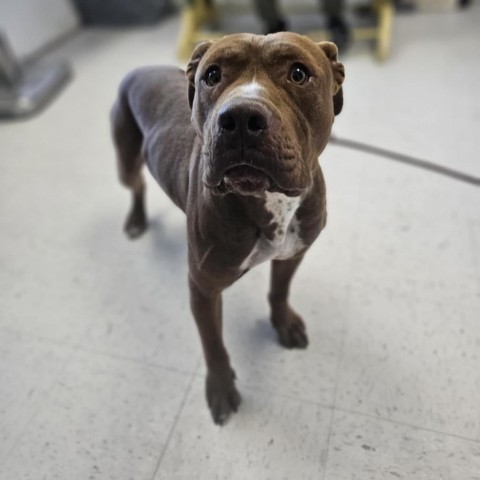 Canelo, an adoptable Pit Bull Terrier in Garden City, KS, 67846 | Photo Image 1