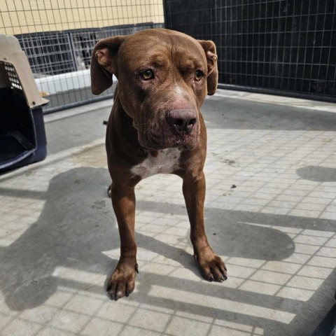 Canelo, an adoptable Pit Bull Terrier in Garden City, KS, 67846 | Photo Image 2