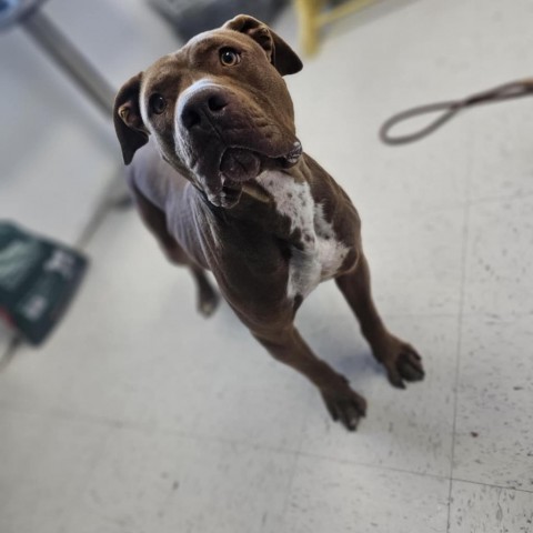 Canelo, an adoptable Pit Bull Terrier in Garden City, KS, 67846 | Photo Image 3