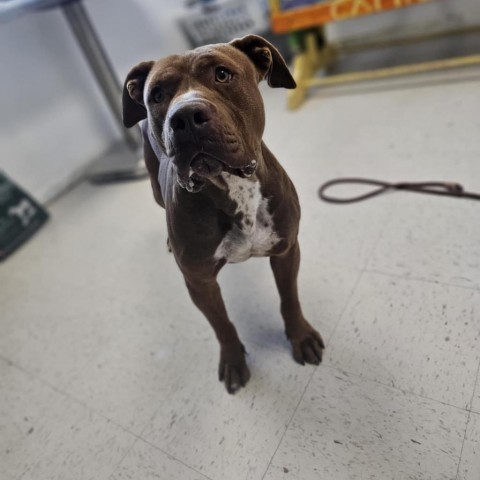 Canelo, an adoptable Pit Bull Terrier in Garden City, KS, 67846 | Photo Image 4