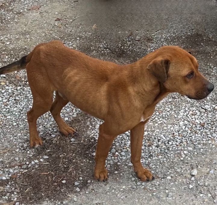 Dog for adoption Daniel Local, a Pit Bull Terrier & Labrador