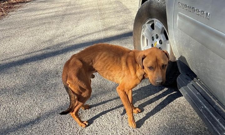 Dog for adoption Daniel Local, a Pit Bull Terrier & Labrador
