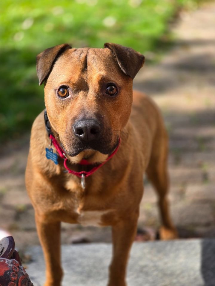 Dog for adoption Daniel Local, a Pit Bull Terrier & Labrador