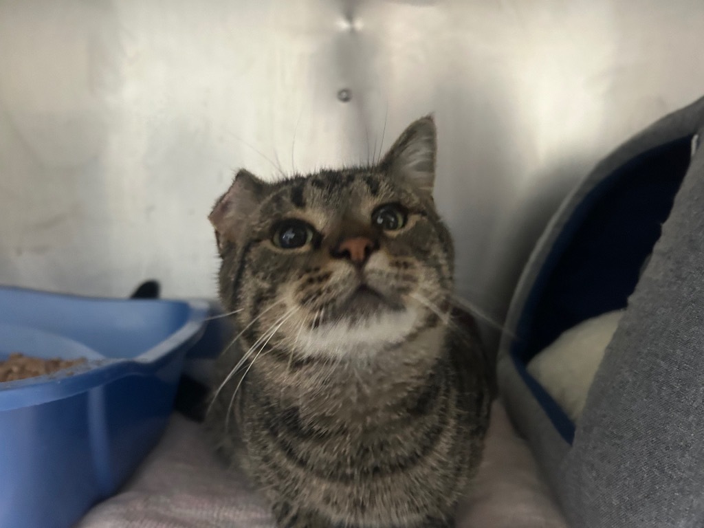 Tate, an adoptable Domestic Short Hair in Ashland, WI, 54806 | Photo Image 1