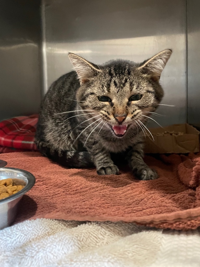 Tate, an adoptable Domestic Short Hair in Ashland, WI, 54806 | Photo Image 2