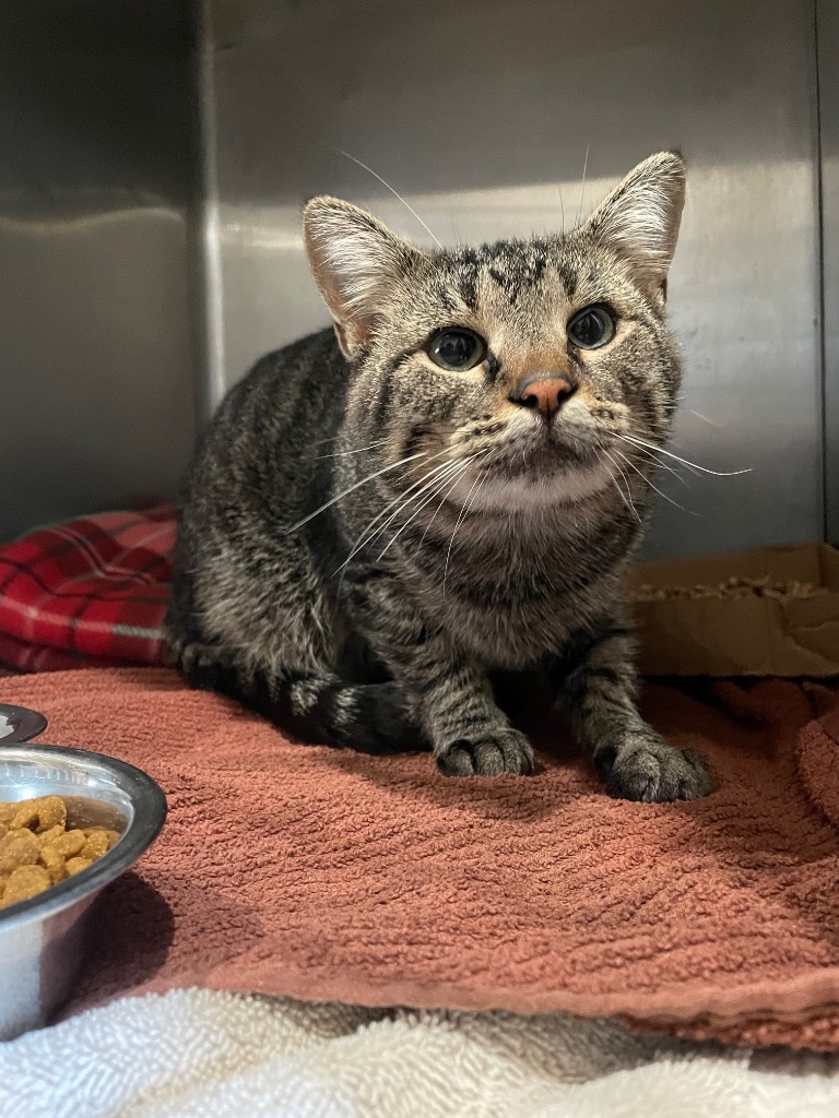 Tate, an adoptable Domestic Short Hair in Ashland, WI, 54806 | Photo Image 3