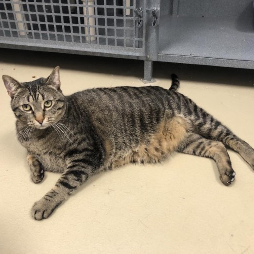 Grim, an adoptable Domestic Short Hair in Rexburg, ID, 83440 | Photo Image 1