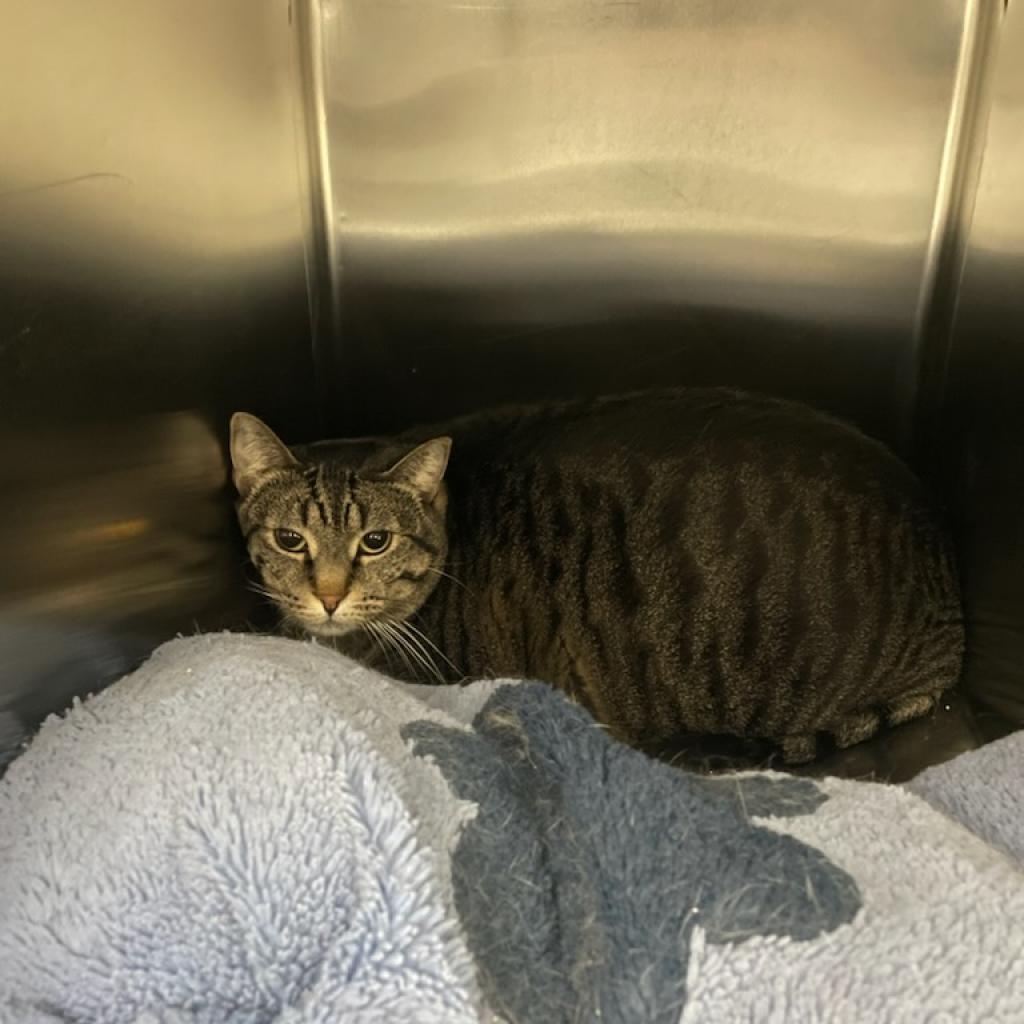 Grim, an adoptable Domestic Short Hair in Rexburg, ID, 83440 | Photo Image 3